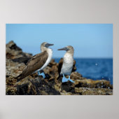 Galapagos Eilanden, Isabela Poster (Voorkant)