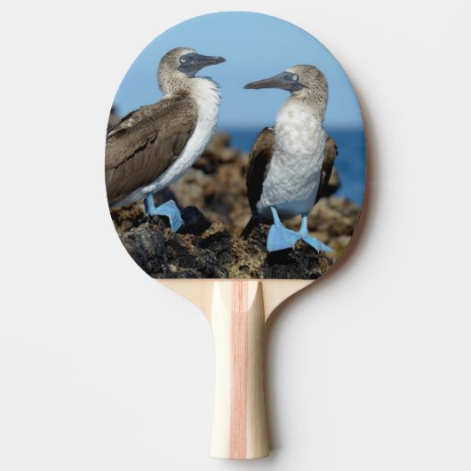 Galapagos-eilanden, Isabela Tafeltennisbatje (Voorkant)