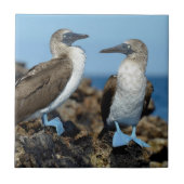 Galapagos Eilanden, Isabela Tegeltje (Voorkant)