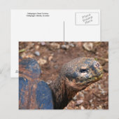 Galapagos Giant Tortoise Briefkaart (Voorkant / Achterkant)