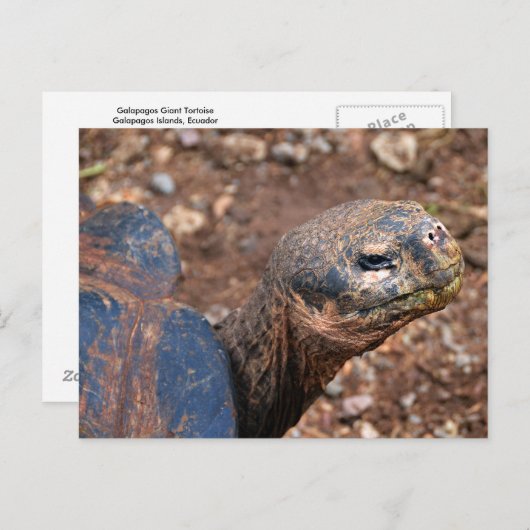 Galapagos Giant Tortoise Briefkaart (Voorkant / Achterkant)