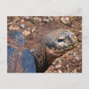 Galapagos Giant Tortoise Briefkaart