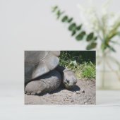 Galapagos Giant Tortoise Briefkaart (Staand voorkant)