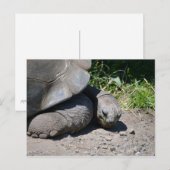 Galapagos Giant Tortoise Briefkaart (Voorkant / Achterkant)