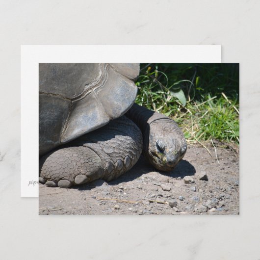 Galapagos Giant Tortoise Briefkaart (Voorkant / Achterkant)