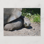 Galapagos Giant Tortoise Briefkaart (Voorkant)