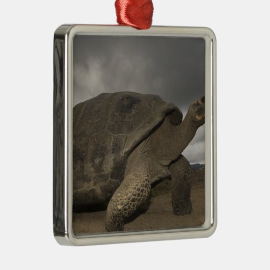 Galapagos Giant Tortoise Geochelone Metalen Ornament (Rechts)