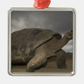 Galapagos Giant Tortoise Geochelone Metalen Ornament (Voorkant)