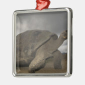 Galapagos Giant Tortoise Geochelone Metalen Ornament (Links)