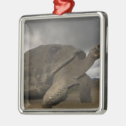 Galapagos Giant Tortoise Geochelone Metalen Ornament (Links)