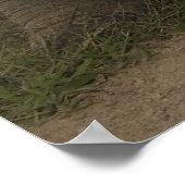 Galapagos Giant Tortoise Geochelone Poster (Hoek)