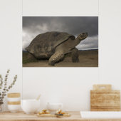 Galapagos Giant Tortoise Geochelone Poster (Keuken)