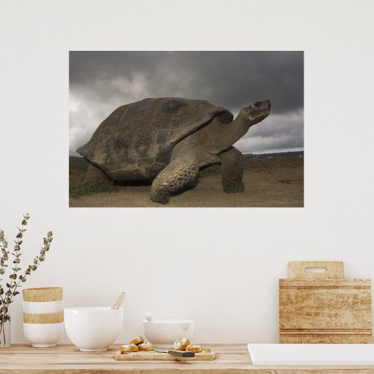 Galapagos Giant Tortoise Geochelone Poster (Keuken)