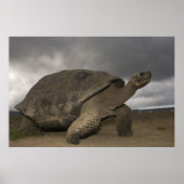 Galapagos Giant Tortoise Geochelone Poster (Voorkant)