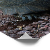 Galapagos Giant Tortoise Poster (Hoek)