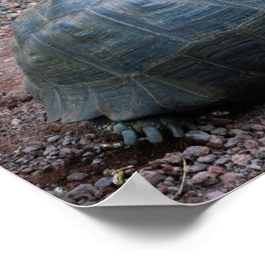 Galapagos Giant Tortoise Poster (Hoek)