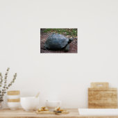 Galapagos Giant Tortoise Poster (Keuken)