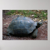 Galapagos Giant Tortoise Poster (Voorkant)