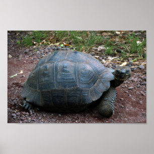 Galapagos Giant Tortoise Poster