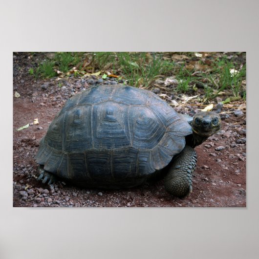 Galapagos Giant Tortoise Poster (Voorkant)