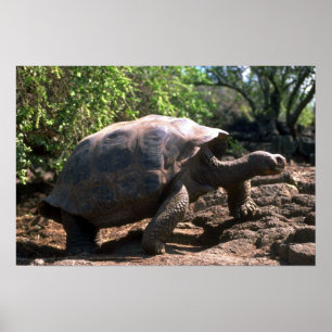 Galapagos Giant Tortoise (type Dome-Shaped) walkin Poster