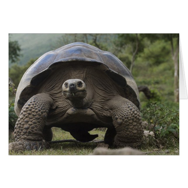 Galapagos Giant Tortoises Geochelone (Voorkant Horizontaal)