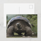 Galapagos Giant Tortoises Geochelone Briefkaart (Voorkant / Achterkant)
