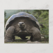 Galapagos Giant Tortoises Geochelone Briefkaart (Voorkant)