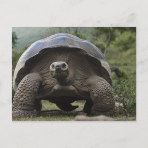 Galapagos Giant Tortoises Geochelone Briefkaart