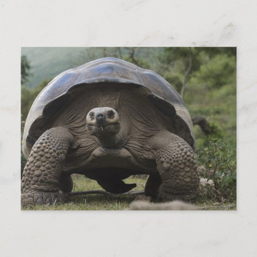 Galapagos Giant Tortoises Geochelone Briefkaart (Voorkant)