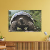 Galapagos Giant Tortoises Geochelone Canvas Afdruk (Insitu (Woonkamer))