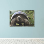 Galapagos Giant Tortoises Geochelone Canvas Afdruk (Insitu (Houten vloer))