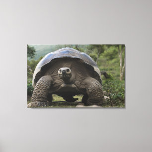 Galapagos Giant Tortoises Geochelone Canvas Afdruk