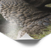 Galapagos Giant Tortoises Geochelone Foto Afdruk (Hoek)