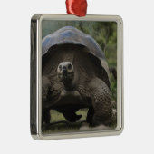 Galapagos Giant Tortoises Geochelone Metalen Ornament (Rechts)