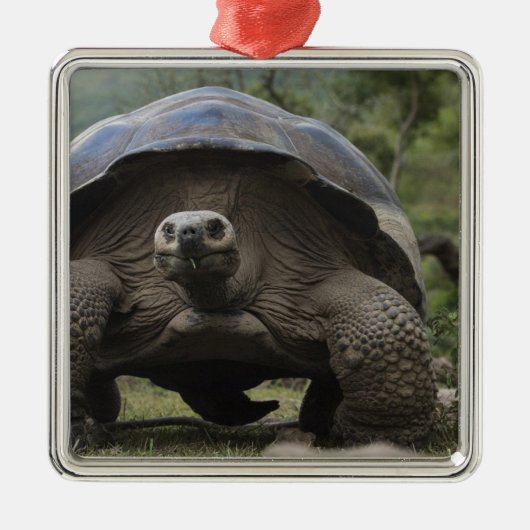 Galapagos Giant Tortoises Geochelone Metalen Ornament (Voorkant)