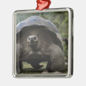 Galapagos Giant Tortoises Geochelone Metalen Ornament (Links)