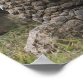 Galapagos Giant Tortoises Geochelone Poster (Hoek)