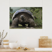 Galapagos Giant Tortoises Geochelone Poster (Keuken)