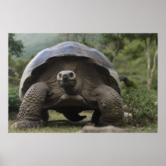 Galapagos Giant Tortoises Geochelone Poster (Voorkant)