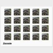 Galapagos Giant Tortoises Geochelone Vierkante Sticker (Vel)