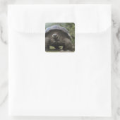 Galapagos Giant Tortoises Geochelone Vierkante Sticker (Tas)