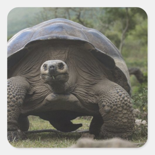 Galapagos Giant Tortoises Geochelone Vierkante Sticker (Voorkant)