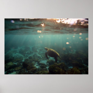 Galapagos Groene Zee Schildpad: Onderwater Serenit Poster