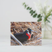 galapagos grote broedvogels briefkaart (Staand voorkant)