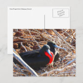 galapagos grote broedvogels briefkaart (Voorkant / Achterkant)