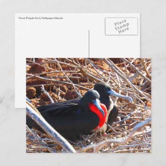 galapagos grote broedvogels briefkaart (Voorkant / Achterkant)