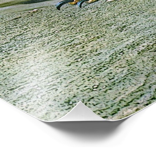 Galapagos hawk foto afdruk (Hoek)