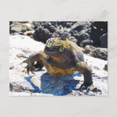 galapagos iguana glimlach briefkaart (Voorkant)