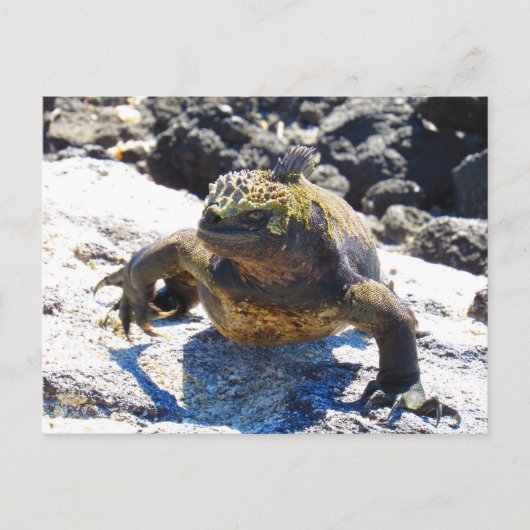 galapagos iguana glimlach briefkaart (Voorkant)